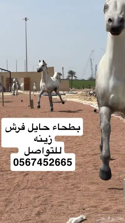 بطحاء حايل زينه فرش ممارات 1