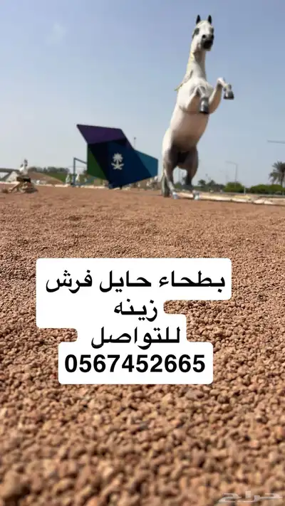 بطحاء حايل زينه فرش ممارات 5