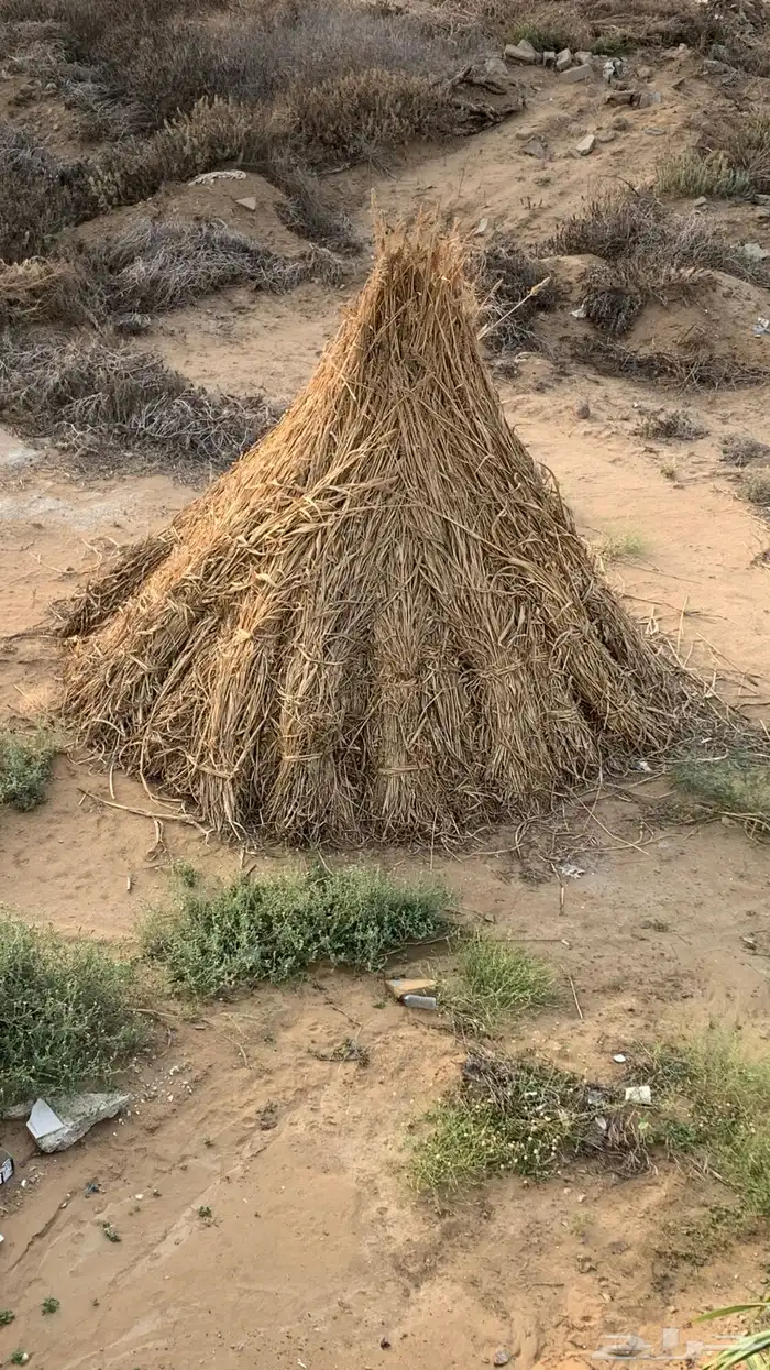 قصب حزم ممتاز حد 5 ريال 0