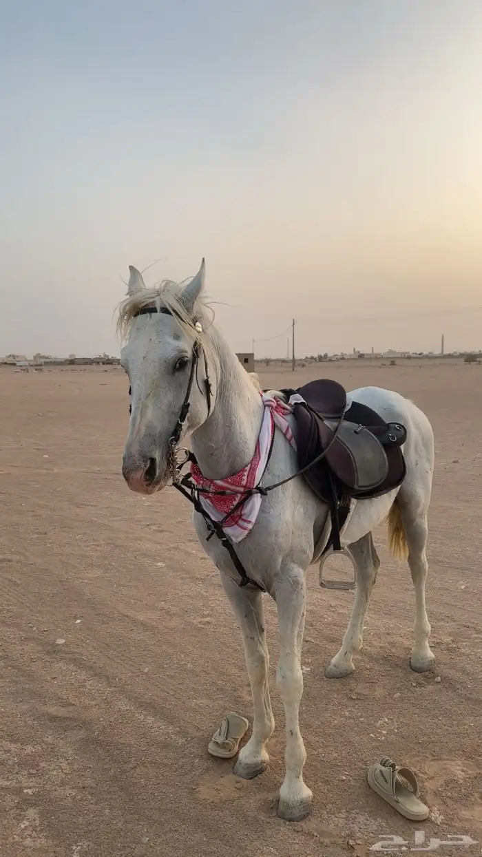 خيل شعبي العمر 5 سنوات حار و سبوق مسيوم ب 3000 2
