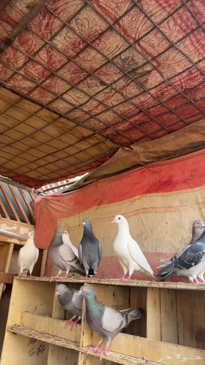 حمام جروم فخمه مفروز تم البيع 4