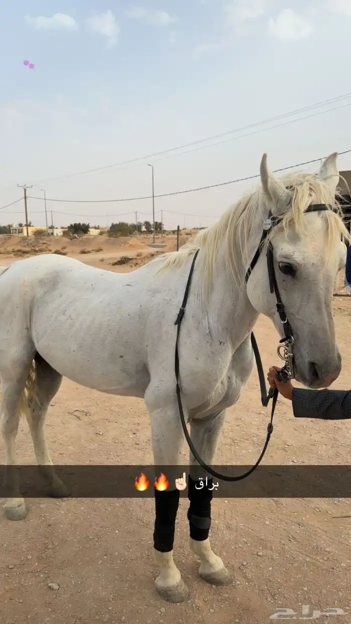 خيل شعبي العمر 5 سنوات حار و سبوق مسيوم ب 3000 0