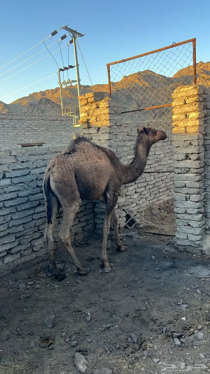 المدينه المنوره. اليتمه 2