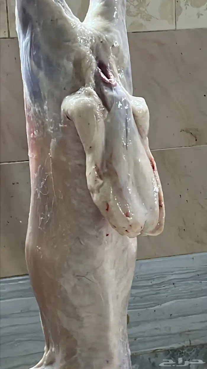 ذبايح حري وسواكني ابيض وحمري وتيوس مع الذبح والتوصيل 19