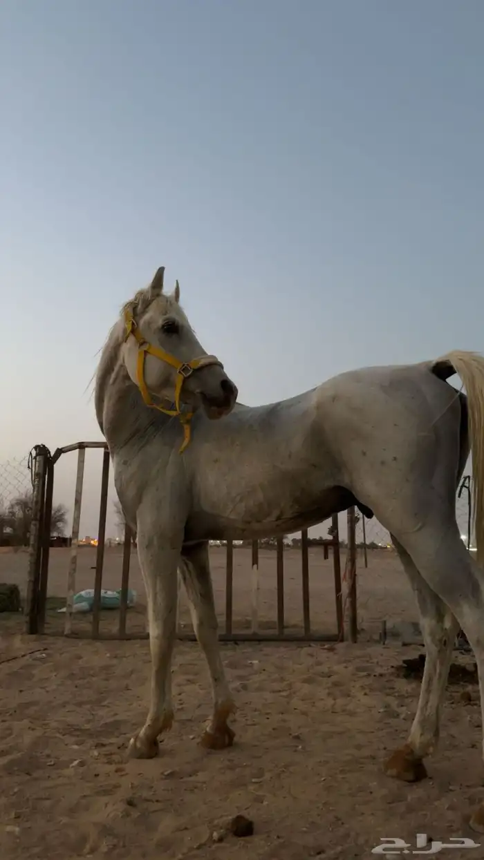 خيل شعبي العمر 5 سنوات حار و سبوق مسيوم ب 3000 1