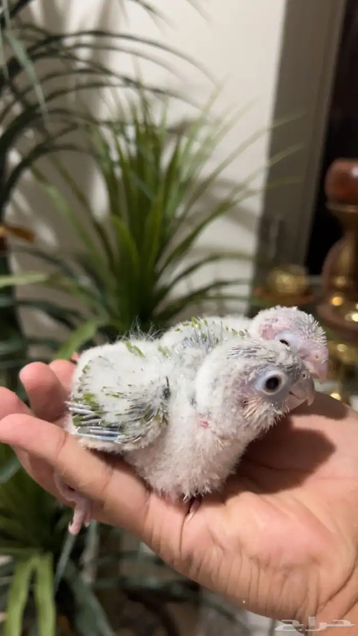 فرخ كنيور يقبل غر بشراهه لونه جميل 1