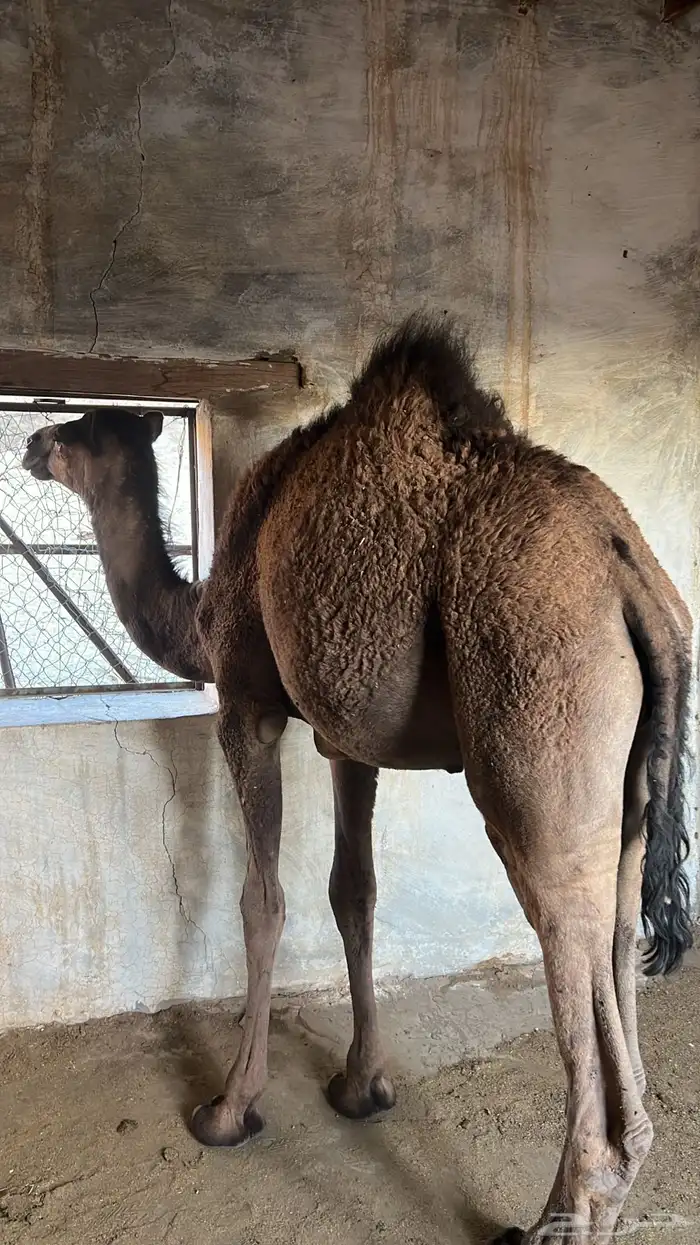 المدينه المنوره. اليتمه 0