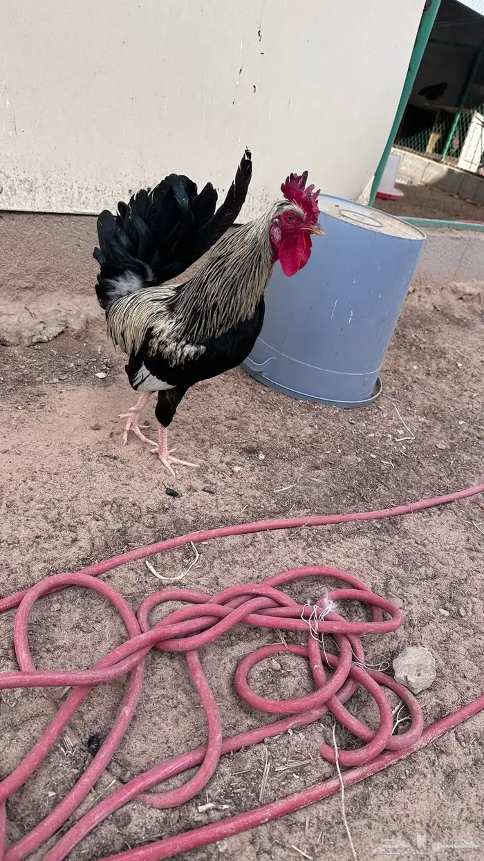 ديوك للبيع النوع ترثه افرق ماكنتوش واسود وسيافي ابيض وشوكي 3