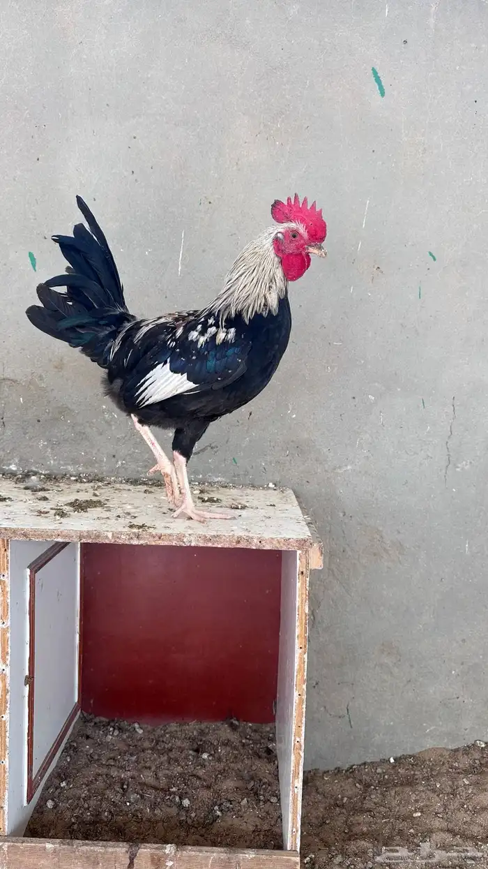 ديوك للبيع النوع ترثه افرق ماكنتوش واسود وسيافي ابيض وشوكي 1