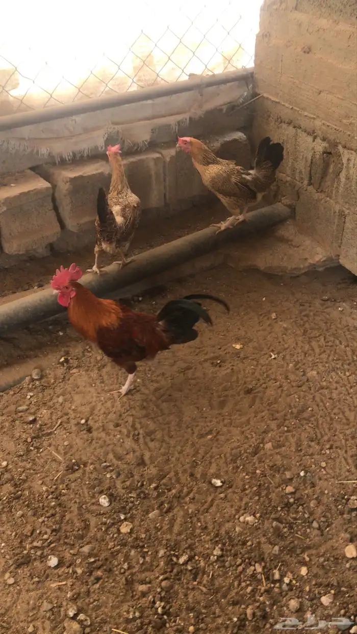 ديك حار للبيع 0