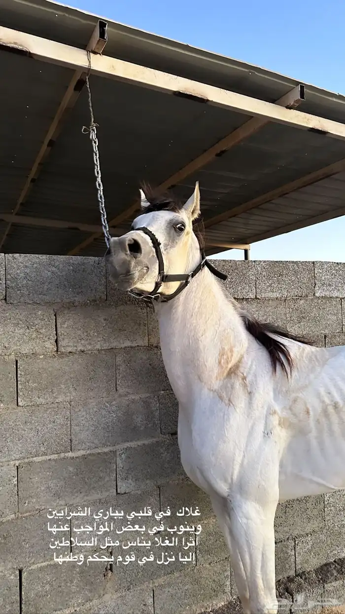 حصان مصري بيور 0