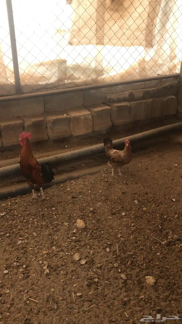 ديك حار للبيع 1