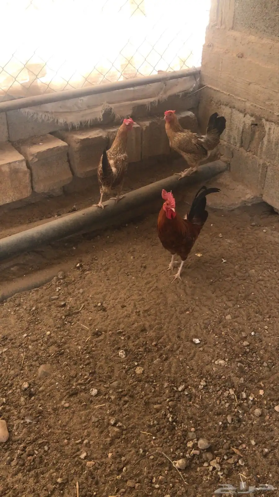 ديك حار للبيع 3