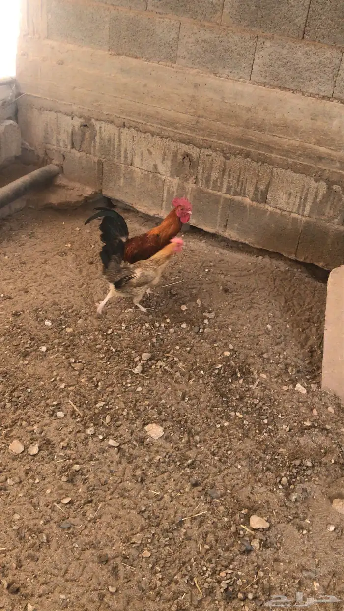 ديك حار للبيع 2