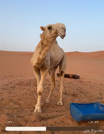 قعود جذع فردي لأهل المزاين فقط 0
