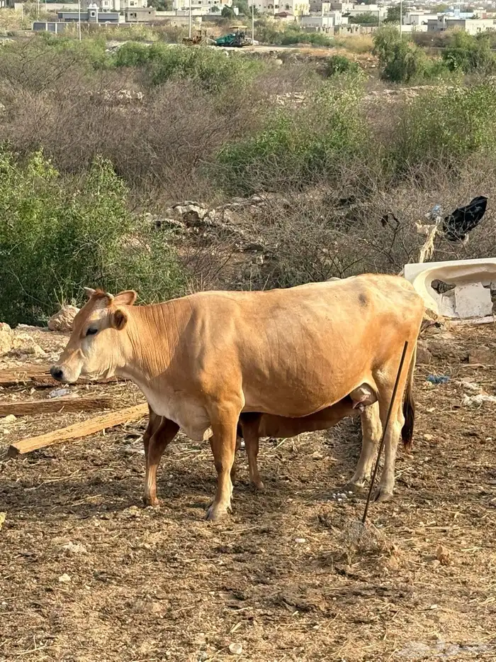 بارق 2