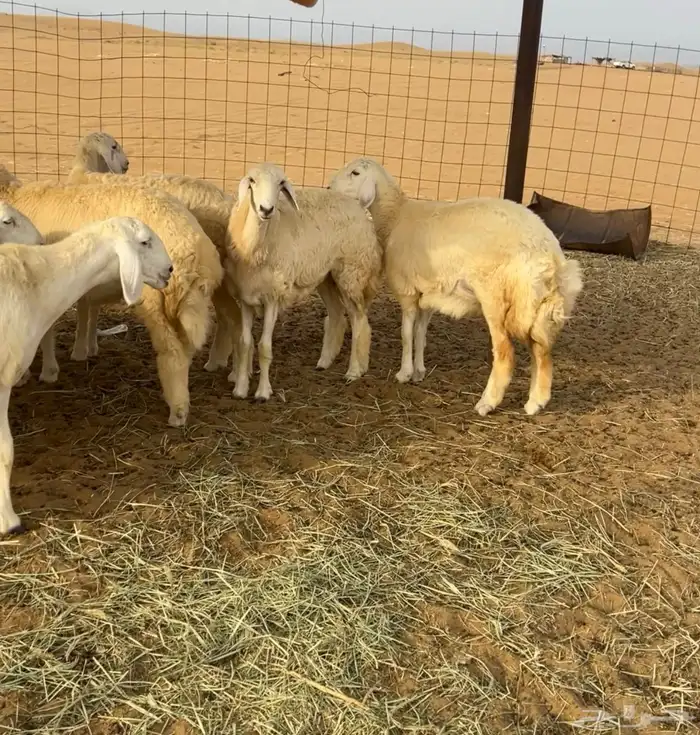 رخال صنف تم. البيع 1