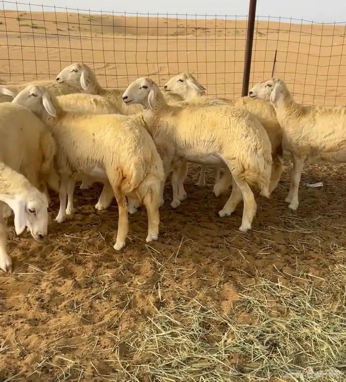 رخال صنف تم. البيع 2