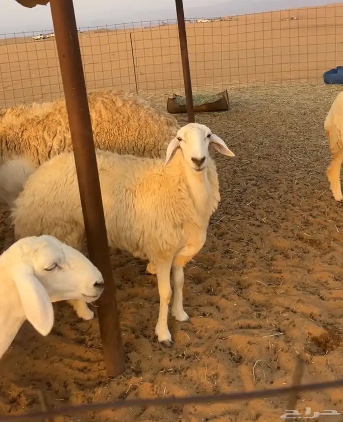 رخال صنف تم. البيع 3