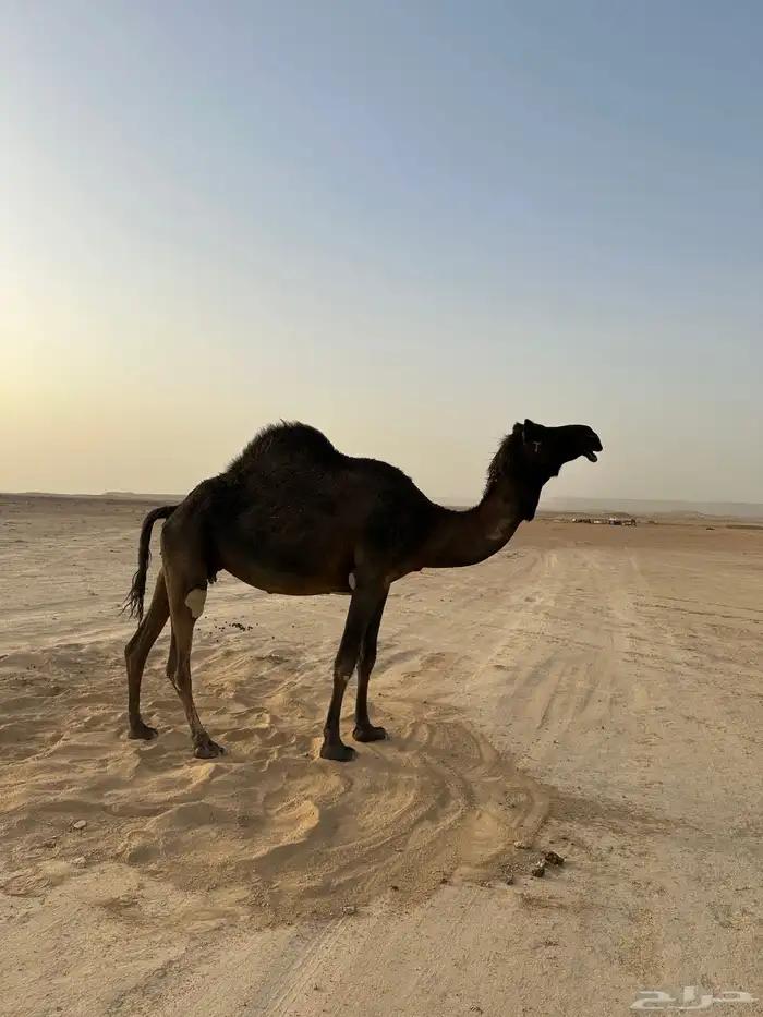 للبيع المجهم لقحه 4