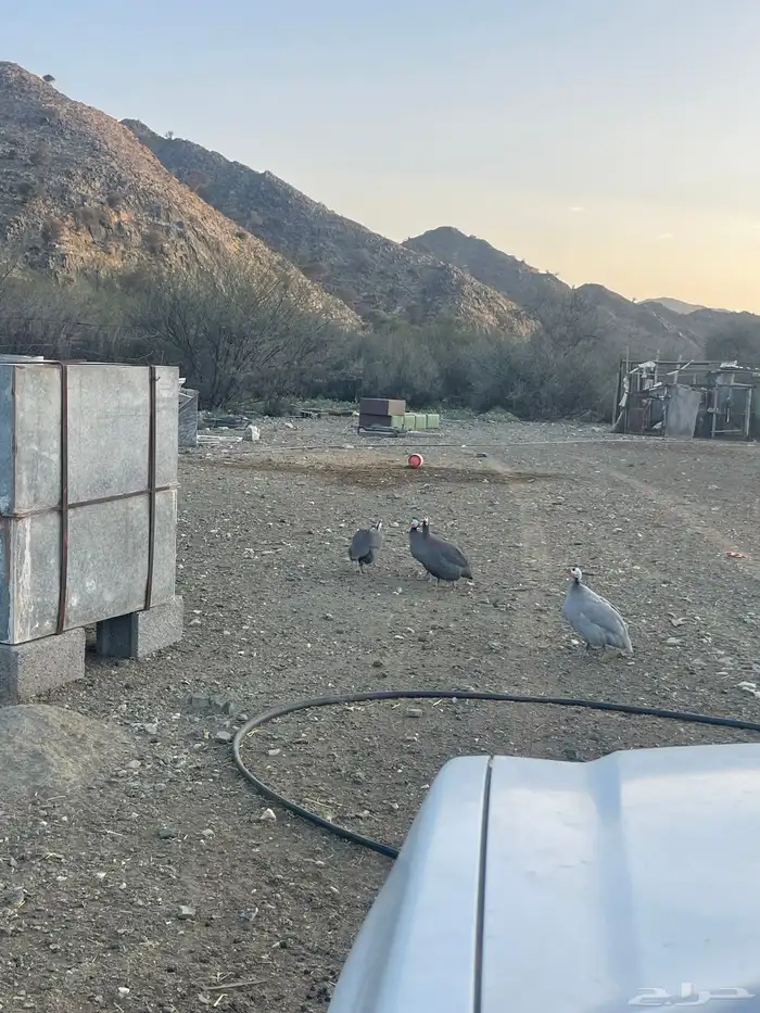 بيض دجاج حبشي 2