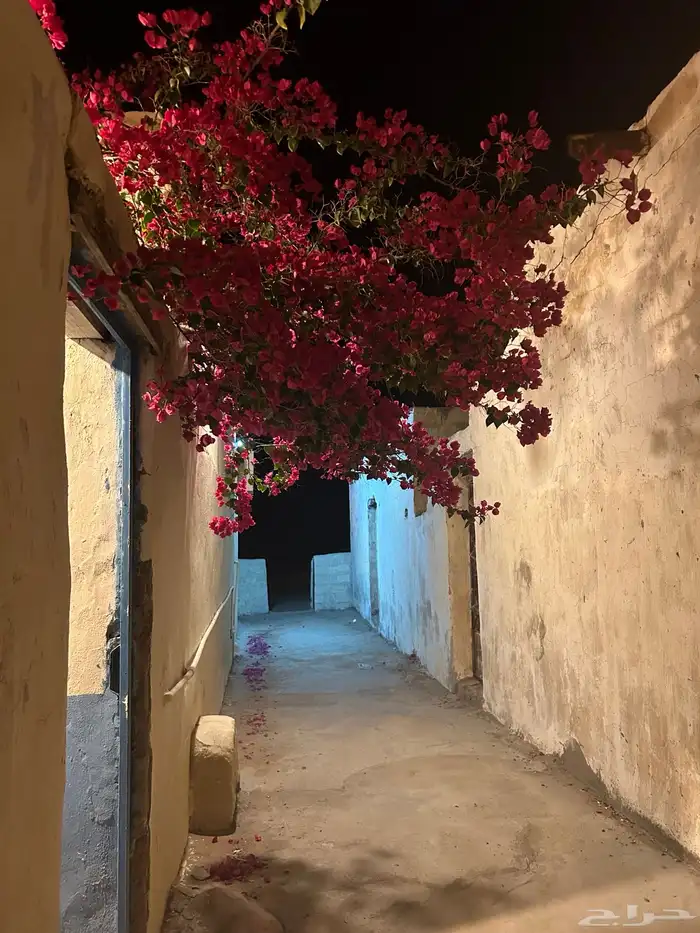 شتلات جهنميات 1