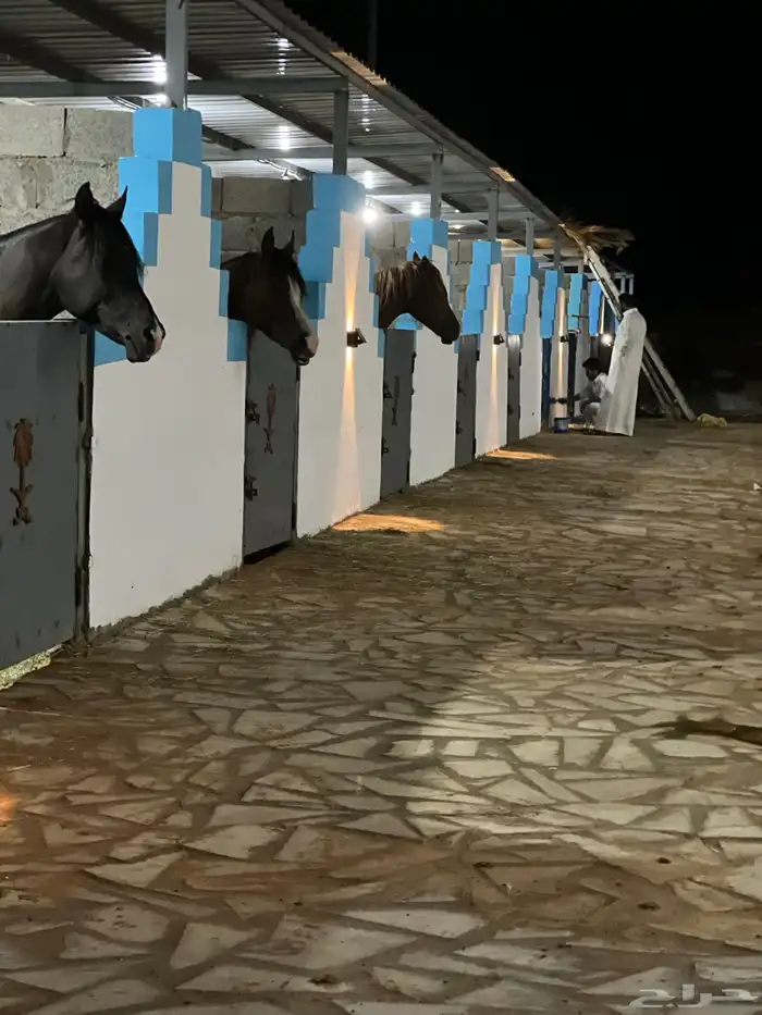 مربط نجد RQ للخيل العربيه الاصيله 4