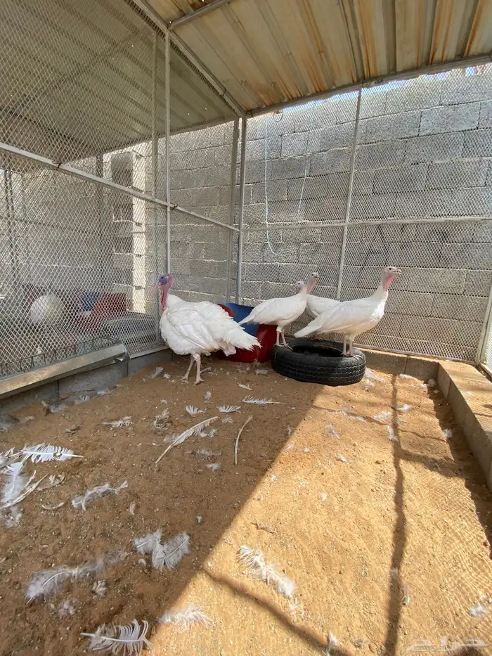 بيض رومي 1