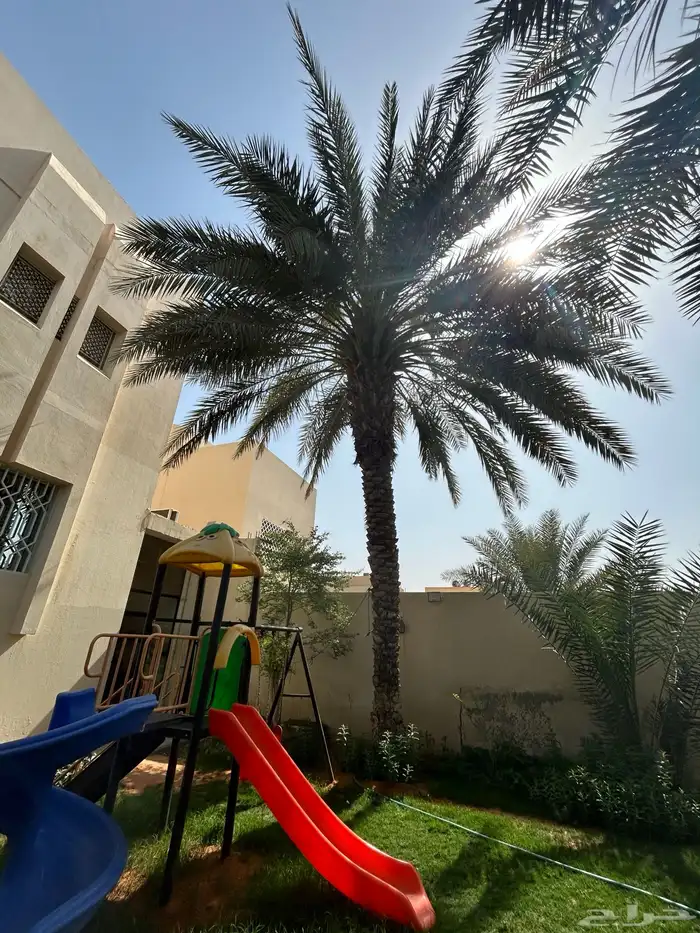 نخله رشوديه 0