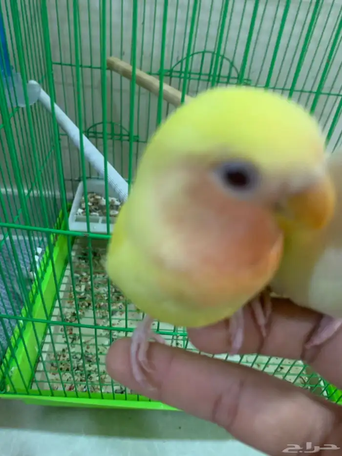 للبيع روز عيون حمر اصفر وليموني 4