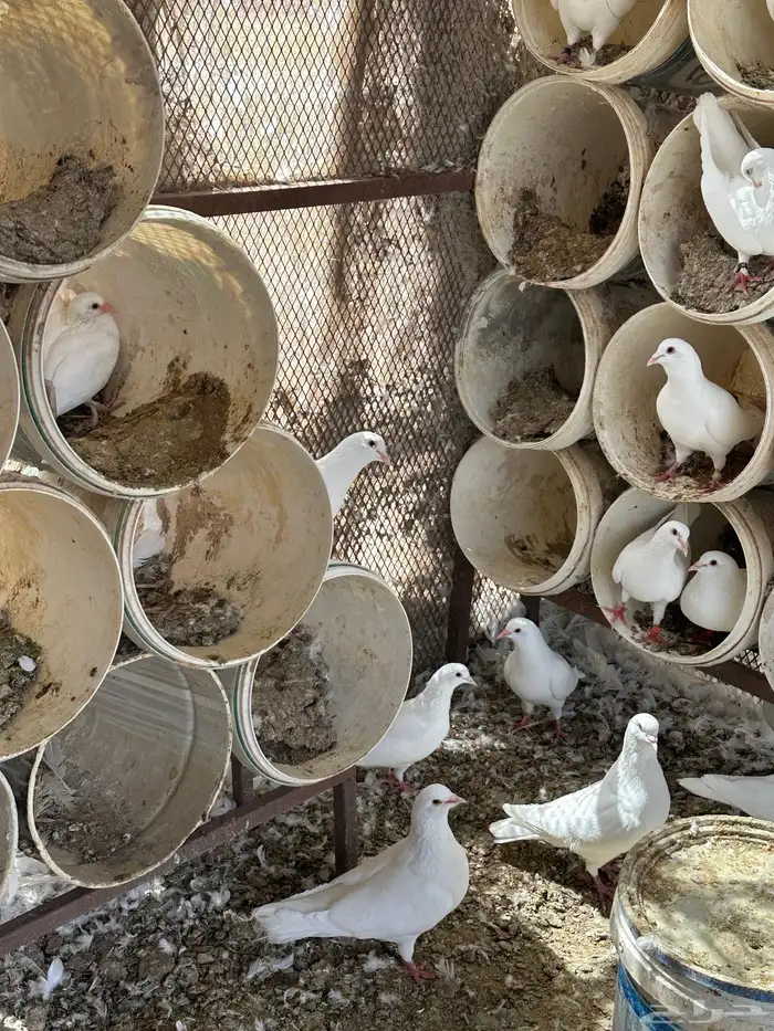 حمام فرنسي سوبر جامبو 5