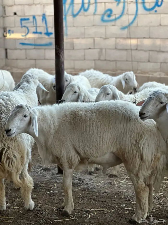 طليان حري تم البيع تم البيع خارج 3