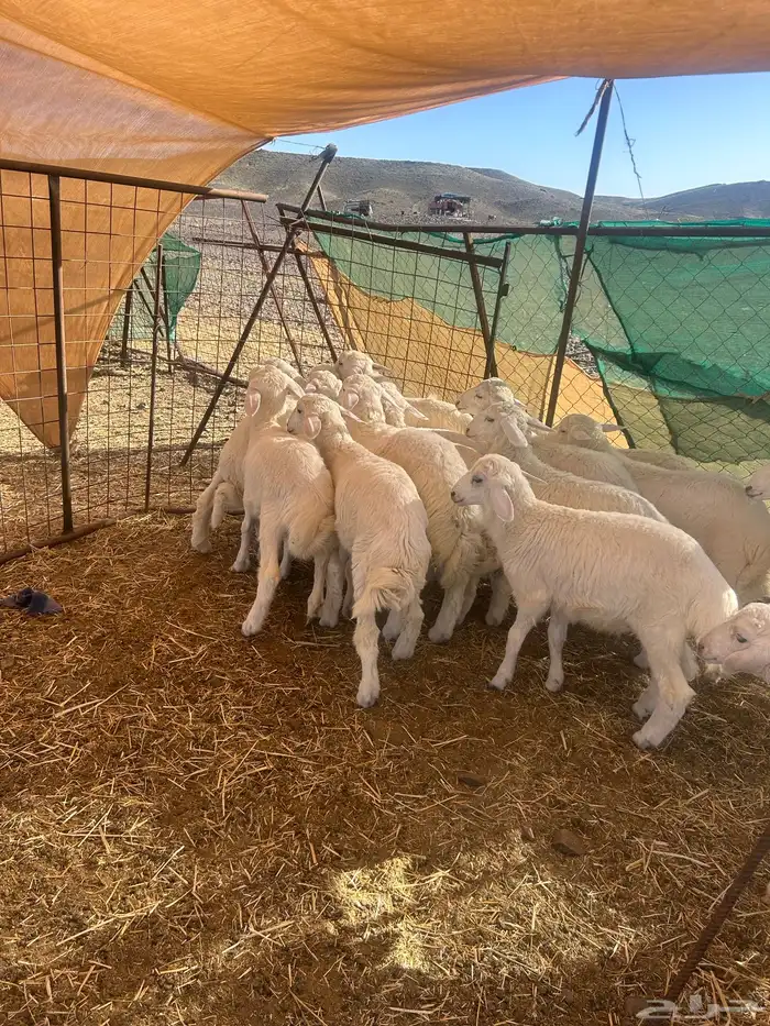 بهم منادي فاخر 5