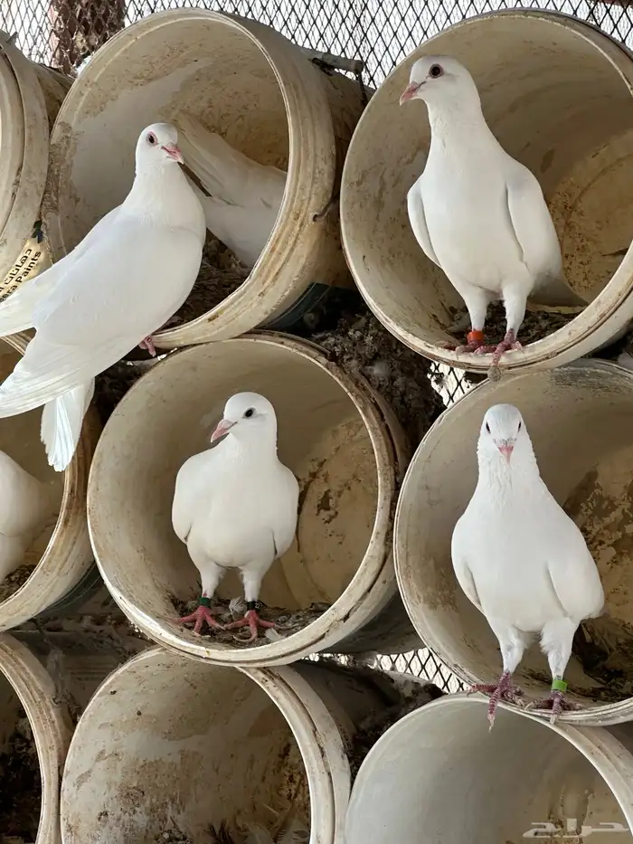 حمام فرنسي سوبر جامبو 7
