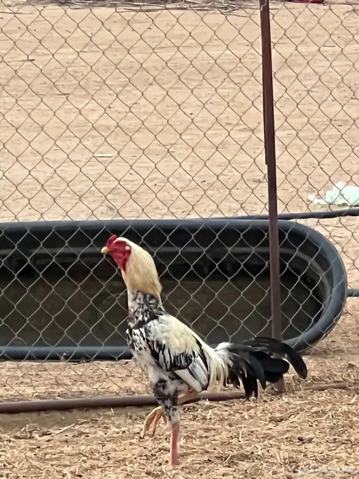 للبيع ديوك باكستاني ومهجن( تم البيع) 1