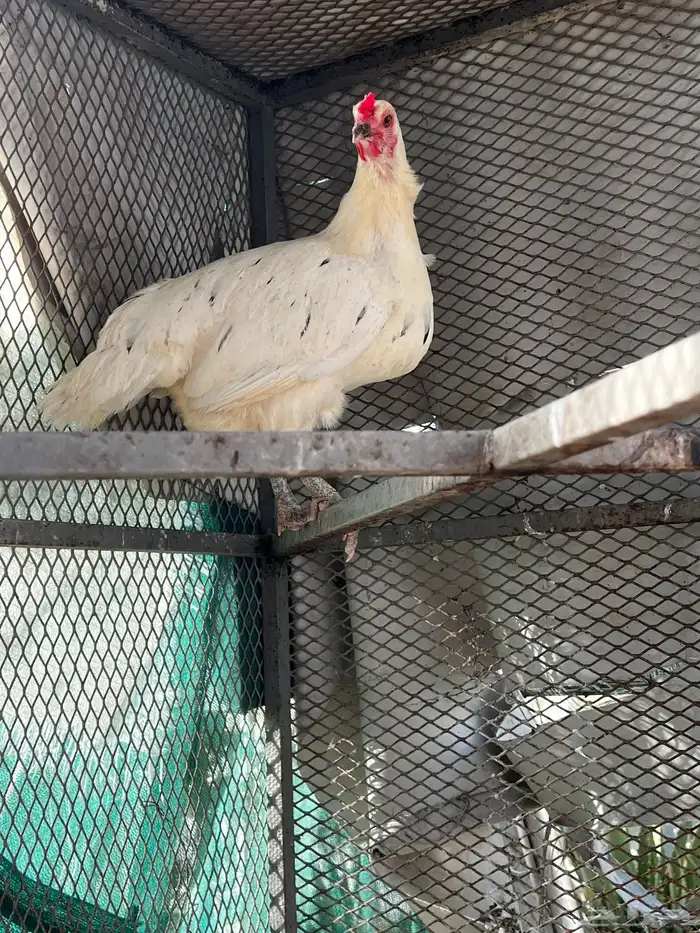 دجاج بلدي ابيض 4