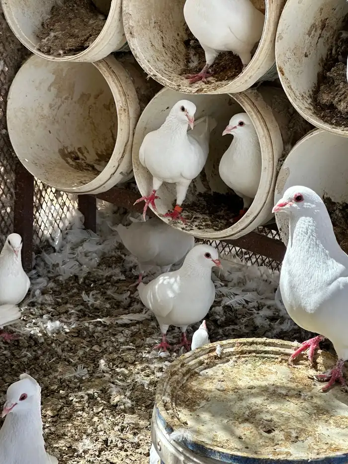 حمام فرنسي سوبر جامبو 6