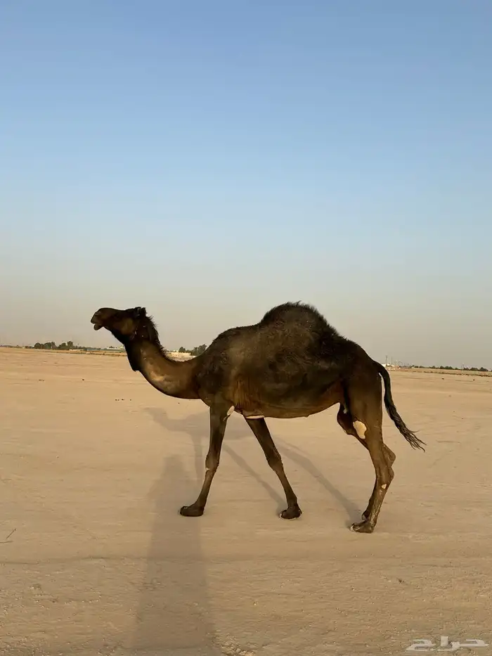 للبيع المجهم لقحه 1