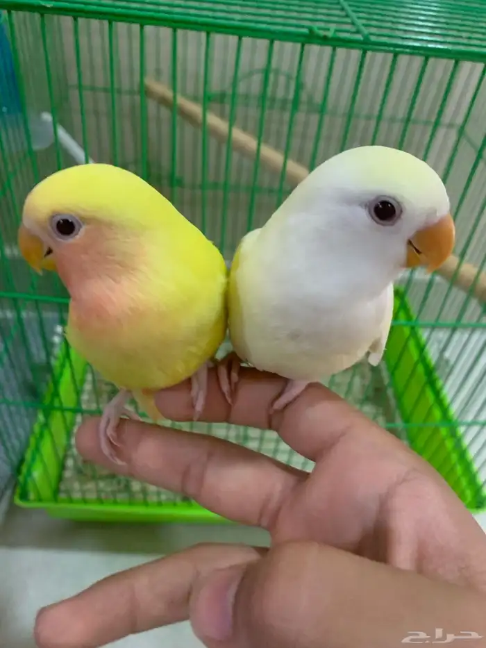 للبيع روز عيون حمر اصفر وليموني 3
