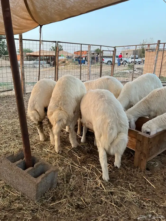 طليان حري فل شحم ولحم 8