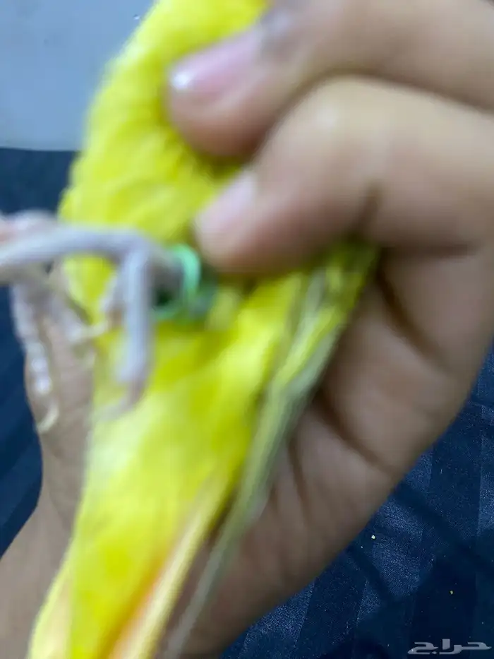 روز أليف 5