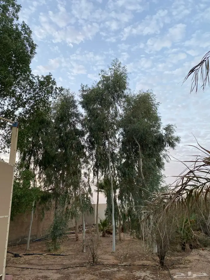 شجر كينه للبيع 0