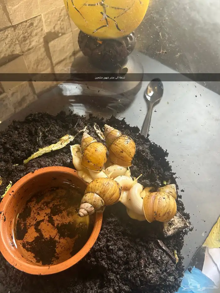 الحلزون الافريقي 3