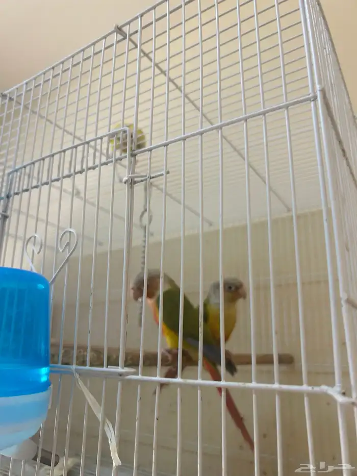 كنيور عمر سنه و 4 شهور 4