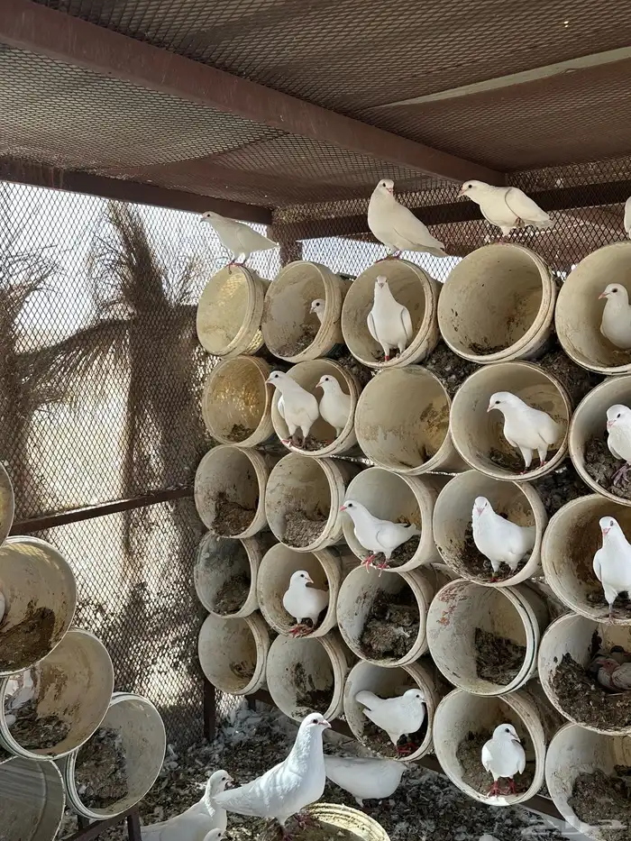 حمام فرنسي سوبر جامبو 0
