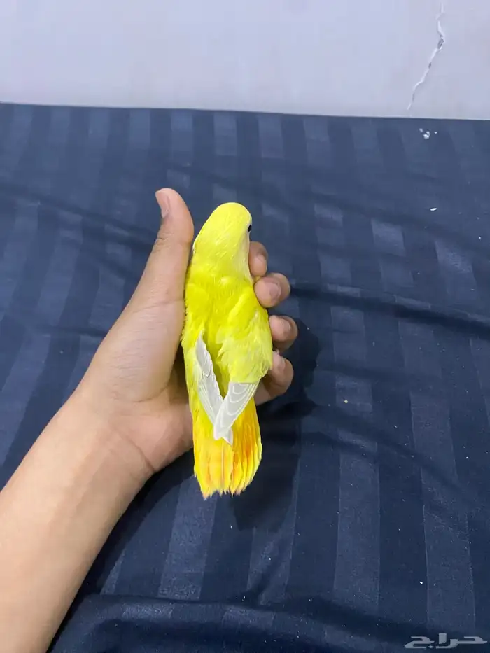 روز أليف 4