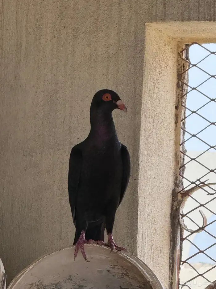 حمام سوري ومسويد رصاصي 4