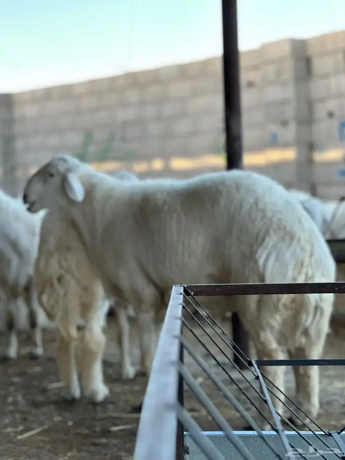 طليان حري تم البيع تم البيع خارج 5