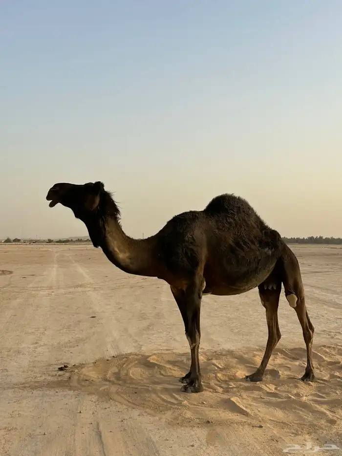 للبيع المجهم لقحه 3