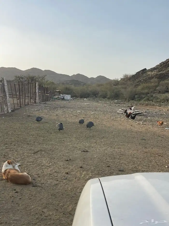 بيض دجاج حبشي 0